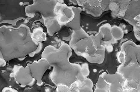 mold-photo